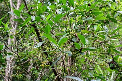 Psychotria costivenia, photographed by Neptalí Ramírez Marcial