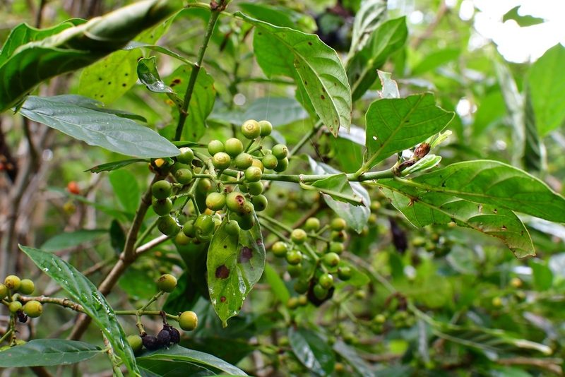 Psychotria costivenia, photographed by Neptalí Ramírez Marcial