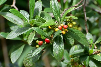 Psychotria erythrocarpa, photographed by Neptalí Ramírez Marcial