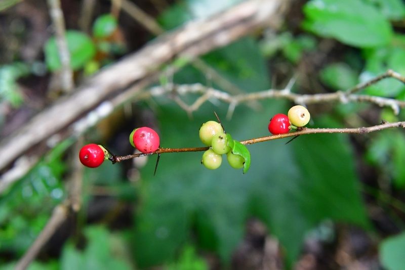 Xylosma chiapensis, photographed by Neptalí Ramírez Marcial