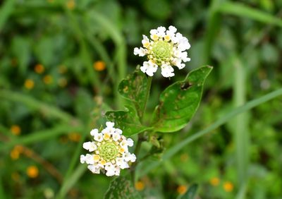 Lippia dulcis, photographed by Neptalí Ramírez Marcial