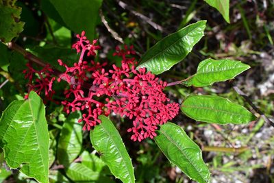 Cissus biformifolia, photographed by Neptalí Ramírez Marcial