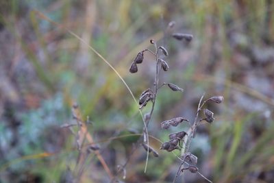 Desmodium canadense, photographed by Henry "Nick" Robertson