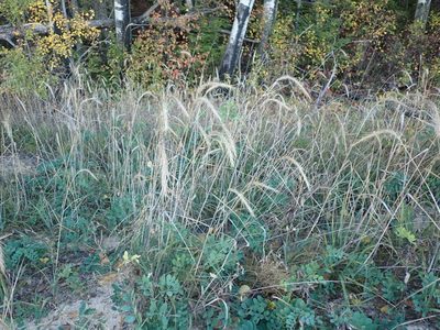 Elymus canadensis, photographed by Mary Krieger