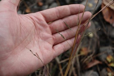 Panicum dichotomiflorum, photographed by Henry "Nick" Robertson