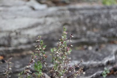 Scutellaria parvula, photographed by Henry "Nick" Robertson