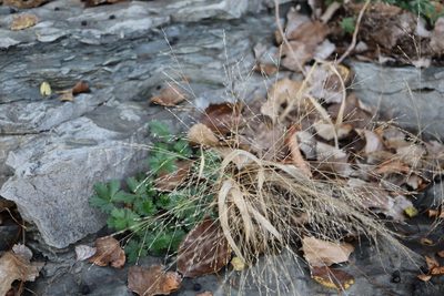 Panicum capillare, photographed by Henry "Nick" Robertson