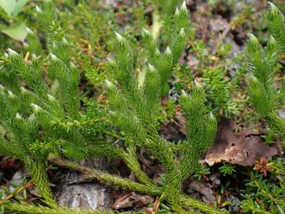 Lycopodium lagopus, photographed by Ellyne Geurts