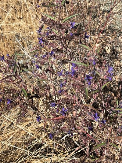 Trichostema laxum, photographed by Roger Raiche
