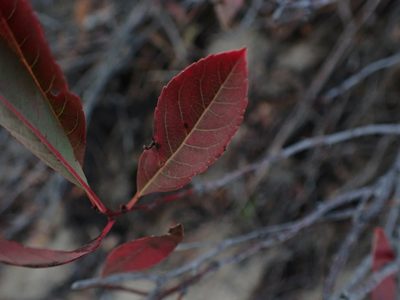 Prunus pumila, photographed by Mary Krieger