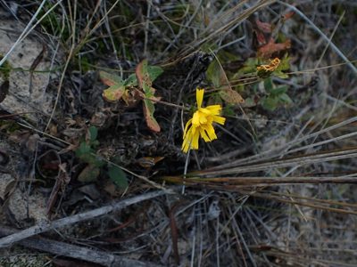 Hieracium umbellatum, photographed by Mary Krieger