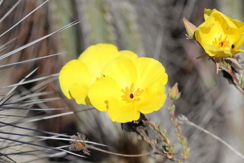 Balbisia peduncularis, photographed by Cesar Ormazabal