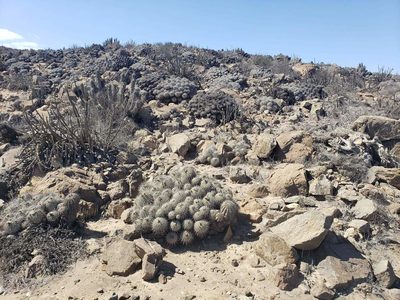 Copiapoa dealbata, photographed by Cesar Ormazabal