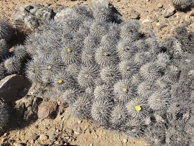 Copiapoa dealbata, photographed by Cesar Ormazabal