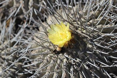 Copiapoa dealbata, photographed by Cesar Ormazabal