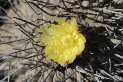 Copiapoa dealbata, photographed by Cesar Ormazabal