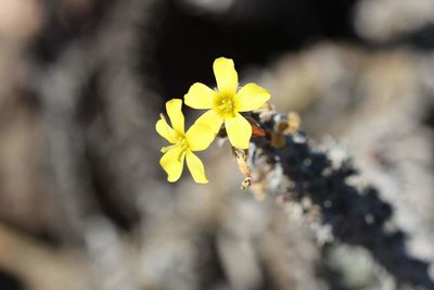 Oxalis virgosa, photographed by Cesar Ormazabal