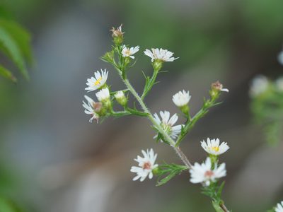 Symphyotrichum pilosum, photographed by mefisher