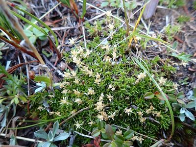 Cherleria biflora, photographed by Ellyne Geurts