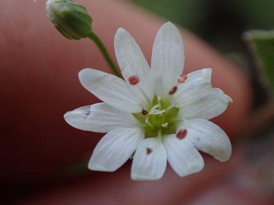 Stellaria longipes, photographed by Ellyne Geurts