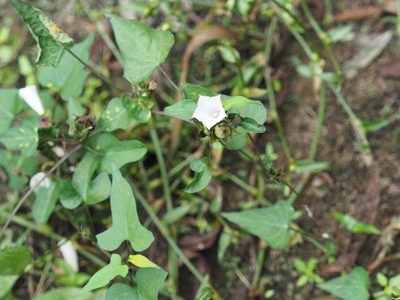 Ipomoea lacunosa, photographed by mefisher