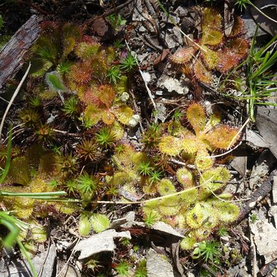 Drosera aberrans, photographed by yatesy
