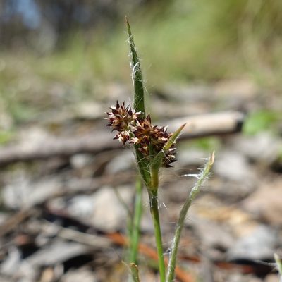 Luzula meridionalis, photographed by yatesy