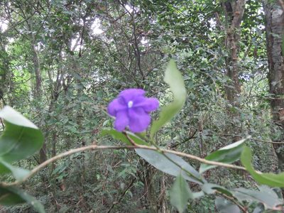 Brunfelsia australis, photographed by Diego Carús