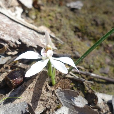 Caladenia carnea, photographed by yatesy