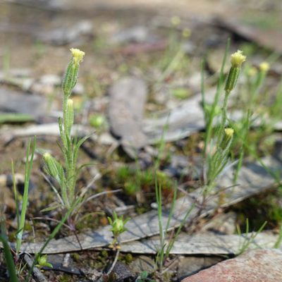Millotia tenuifolia, photographed by yatesy
