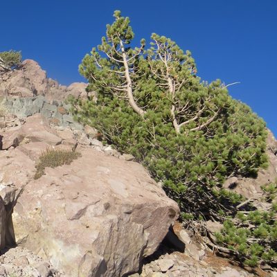 Pinus albicaulis, photographed by Justin