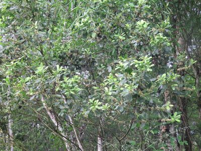 Ilex paraguariensis, photographed by Diego Carús