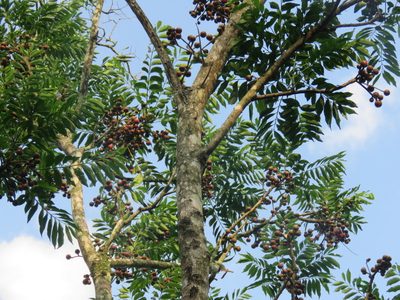 Cabralea canjerana, photographed by Diego Carús