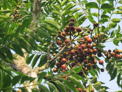 Cabralea canjerana, photographed by Diego Carús