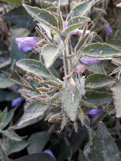 Hygrophila corymbosa, photographed by Alison Northup