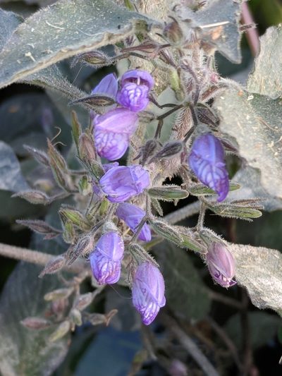 Hygrophila corymbosa, photographed by Alison Northup