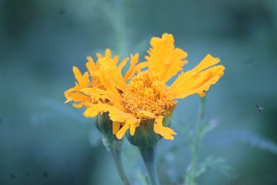 Tagetes erecta, photographed by José Belem Hernández Díaz
