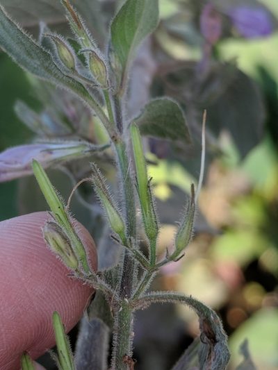 Hygrophila corymbosa, photographed by Alison Northup