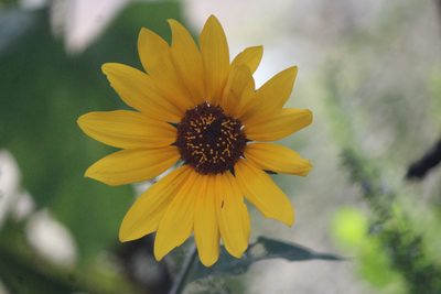 Tithonia tubaeformis, photographed by José Belem Hernández Díaz