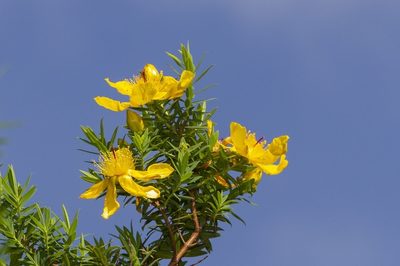 Hypericum revolutum, photographed by dhfischer