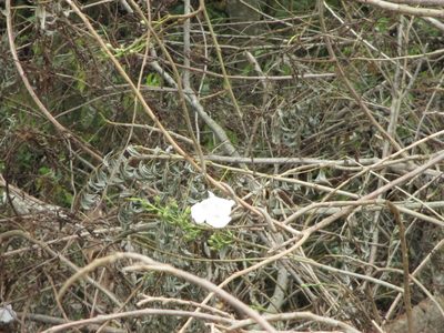 Ipomoea populina, photographed by Alexis López Hernández