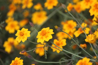 Tagetes lunulata, photographed by José Belem Hernández Díaz