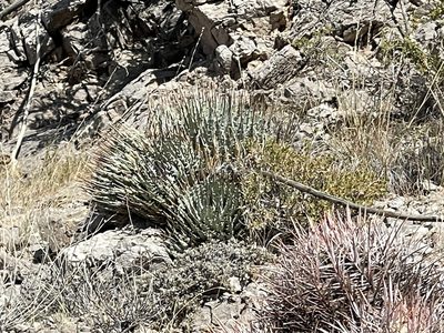 Agave utahensis, photographed by CK2AZ