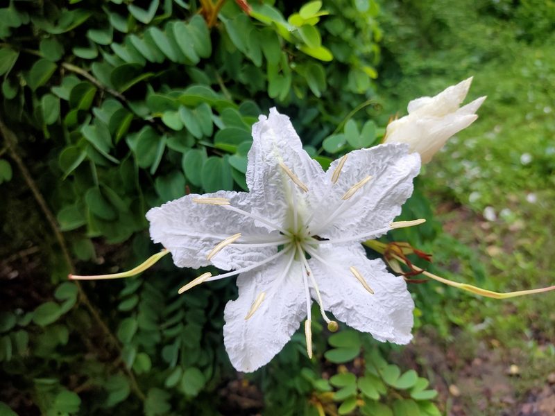 Lysiphyllum winitii, photographed by Rongrong Angkaew