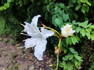 Lysiphyllum winitii, photographed by Rongrong Angkaew