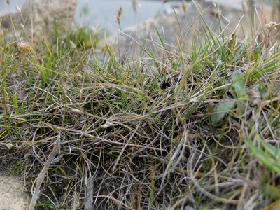 Rytidosperma exiguum, photographed by Alice Shanks