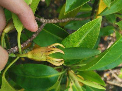 Bruguiera gymnorhiza, photographed by Marco Chan