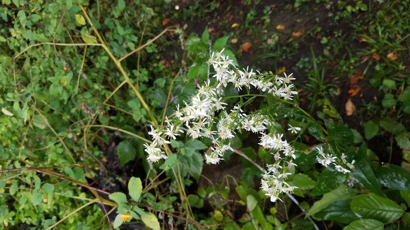Symphyotrichum urophyllum, photographed by Eric Schmidt