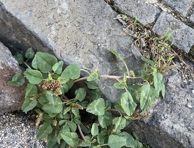Amaranthus viridis, photographed by Caleb Catto