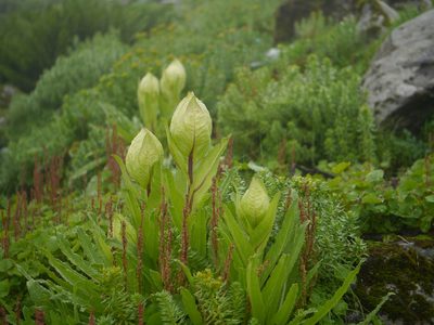 Saussurea obvallata, photographed by Dinesh Valke